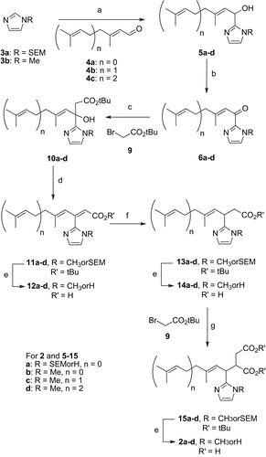 Scheme 3.  Second synthetic pathway. a) nBuLi, THF, − 78°C, 45 min then addition of 4a-c, − 78°C, 20 min to 2h30 to RT 1h (68-100%); b) MnO2, THF, 0°C, 2h (80-100%); c) 9, THF, Zn, ultrasounds, 40°C, 5h (51-79%); d) POCl3, Pyridine, 0°C to RT 14h (75-85%); e) for a (R =  SEM, n =  0) TFA, CH2Cl2, RT, 5h, for b (R =  CH3, n =  0) HCO2H RT, 19h and for c (R =  CH3, n =  1) and d (R =  CH3, n =  2) SiO2, toluene, reflux, 14h; f) Mg, MeOH, RT, 3h (62-80%); g) LDA, THF, − 78°C, 35 min then addition of 9, − 78°C, 4h (42-72%).