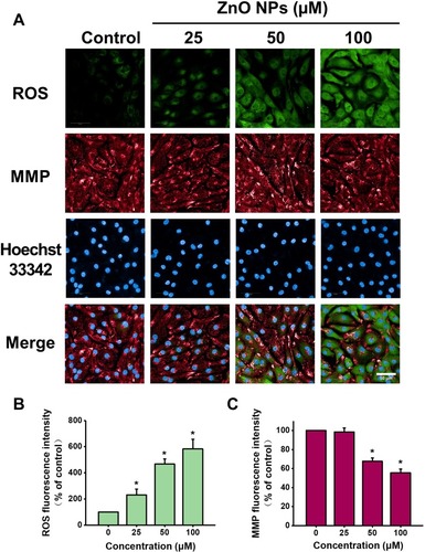 Figure 5 ZnO NPs induced ROS accumulation and MMP loss in hiPSC-CMs. HiPSC-CMs were treated with ZnO NPs at 0, 25, 50, and 100 μM for 6 h. Immediately after treatment, cells were stained with CM-H2DCFDA (green), TMRM (red), and Hoechst 33342 (blue) respectively for ROS, MMP and nucleus. Representative fluorescent images of the cells by high-content analysis (A, Scale bar = 50 μm). Quantitative analysis of ROS and MMP fluorescence intensity (B and C). Data were presented as mean ± SE (n = 3). *Compared with control, P < 0.05.