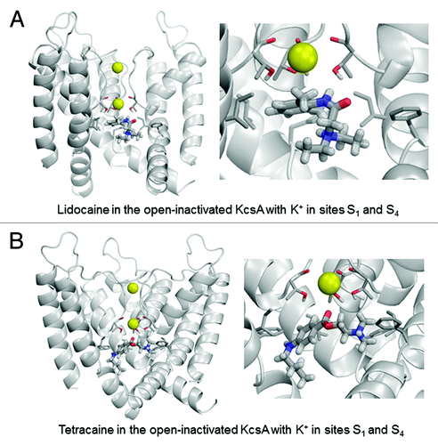 Figure 6. Examples of energy-minimized complexes of lidocaine (A) and tetracaine (B) with the open-inactivated KcsA structure (PDB entry 3F5W) and S1/S4 K+ occupancy of the selectivity filter. Note that the apparently different crossing angles of inner helices in the right panels of (A) vs. (B) are due to different views of the ligand-channel complex chosen for an optimal display of the LA molecule.