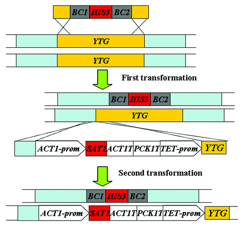 Figure 6. Strategy of the “Tet-Off” system used to repress the expression of the target gene in the presence of tetracycline.Citation20 YTG, your target gene; prom, promoter region given for gene; T, termination sequence of given gene; BC1, up tag; BC2, down tag.
