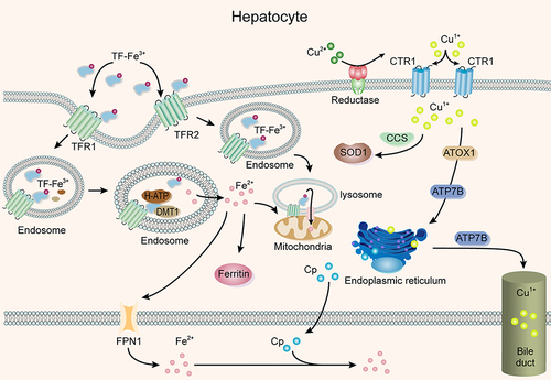 Figure 4 CP participates in the transport of Cu and Fe in the liver.