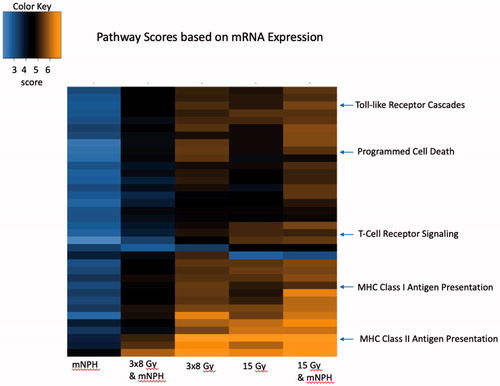 Figure 1. This heatmap demonstrates genetic pathway scores for the various treatment groups. This graph depicts the information for many pathways, but highlighted here are important immune and cytotoxic signaling pathways. There are clear differences in pathway scores (determined by cumulative expression for all genes in the pathway) in treatments involving radiation, with 15 Gy mNPH having more changes as compared to 3x8 Gy mNPH. The heatmap colors represent different pathway scores ranging from lower (blue) to higher (yellow).