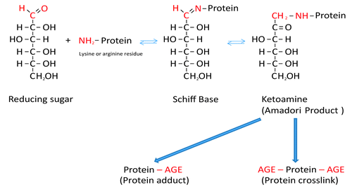 Figure 1. Schematic presentation of the Maillard reaction. Reactive carbonyl groups of a reducing sugar react with neutrophilic free amino groups of proteins to form a reversible Schiff base. Through rearrangement a more stable Amadori product is formed. Dependent on the nature of these early glycation end products, protein adducts or protein crosslinks are formed.