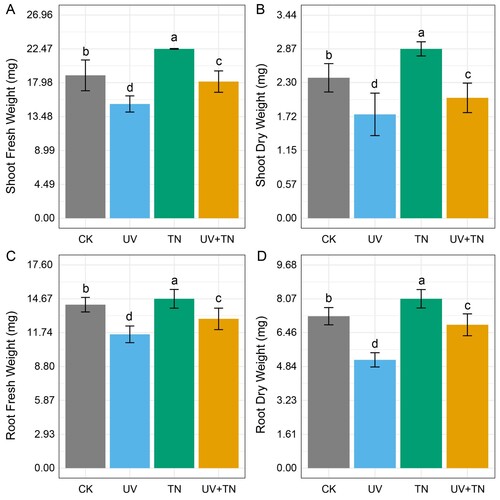 Figure 1. The individual and combined effects of TiO2 NPs and UV-B irradiation on (A) shoot fresh weight, (B) shoot dry weight, (C) root fresh weight, and (D) root dry weight in rice seedlings. Data presented are the means ± SE (n = 8), and significant differences between the means were calculated at p ≤ 0.05 using Duncan’s multiple range test.