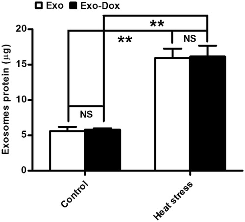 Figure 4. The quantity of exosomes produced by the heat-stress-treated MCF-7 cells. MCF-7 cells (1 × 107/flask) were treated with PBS or doxorubicin and some cells from each group were treated with heat stress. The exosomes produced were purified simultaneously and the total amounts of proteins in each group of exosomes were determined by BCA assay. Data are expressed as the mean ± SD of each group from three independent experiments. **p < 0.01.