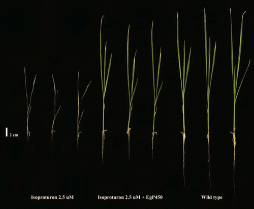 Figure 5.  Growth of rice (O. sativa) seedling at 12 days after germination. Seedlings that were 5 cm in height were used in all test groups, and 3 replicate experiments were performed. The seedlings were incubated in the following solutions 1: hydroponic solution containing 2.5 µM isoproturon. 2: hydroponic solution containing 2.5 µM isoproturon + 1.45 mg/mL of recombinant EgP450 and 3: hydroponic solution alone.