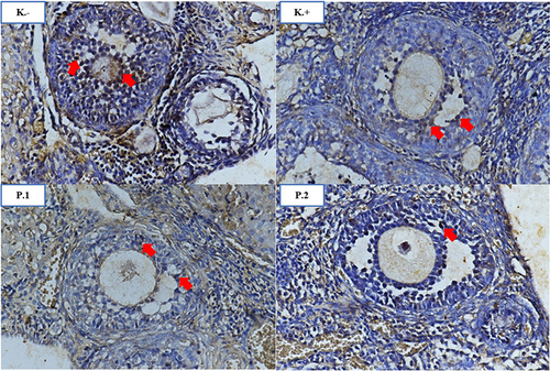 Figure 4 Comparison of TNF-α expression in the ovary groups (K-, K+, P1, P2). The red arrow indicates the expression of TNF-α in the granulosa cells of the follicle which is indicated by the presence of a chromogen brown color. IHC 400x.