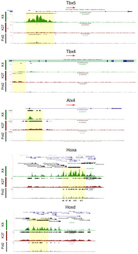 Figure 4 Chromatin state of forelimb-specific sequence-specific transcription factors.