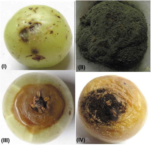 Figure 1. Postharvest fungal diseases of Indian gooseberry: (I) Anthracnose by Colletotrichum gloeosporioides. (II) Fruit rot by Penicillium digitatum, (III) Soft rot by Phomopsis Phyllanthus. (IV) Fruit rot by Aspergillus niger.