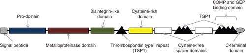 Figure 1. Schematic representation of the ADAMTS7 protein (see text). The terminal TS motif domain is the site for cartilage oligomeric matrix protein (COMP) and granulin-epithelin precursor (GEP) binding.
