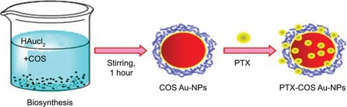 Figure 4 PTX-loaded chitosan oligosaccharide-stabilized Au-NPs as novel agents for drug delivery and photoacoustic imaging of cancer cells.Note: Data from Manivasagan et al.Citation78Abbreviations: Au-NPs, gold nanoparticles; COS, chitosan oligosaccharide; PTX, paclitaxel.