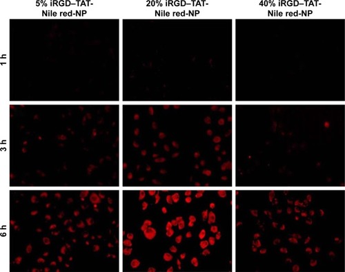 Figure 4 Fluorescence microscopy images of the cellular uptake of NPs with 5, 20, and 40% iRGD–PEG–PLGA in HUVECs.Notes: 5% iRGD–TAT-Nile red-NP, iRGD and TAT dual-modified NPs labeled with Nile red with 5% iRGD–PEG–PLGA; 20% iRGD–TAT-Nile red-NP, iRGD and TAT dual-modified NPs labeled with Nile red with 20% iRGD–PEG–PLGA; 40% iRGD–TAT-Nile red-NP, iRGD and TAT dual-modified NPs labeled with Nile red with 40% iRGD–PEG–PLGA.Abbreviations: HUVECs, human umbilical vein endothelial cells; iRGD, internalizing arginine-glycine-aspartic acid; NP, nanoparticle; PEG, poly(ethylene glycol); PLGA, poly(lactic-co-glycolic acid); TAT, transactivated transcription.