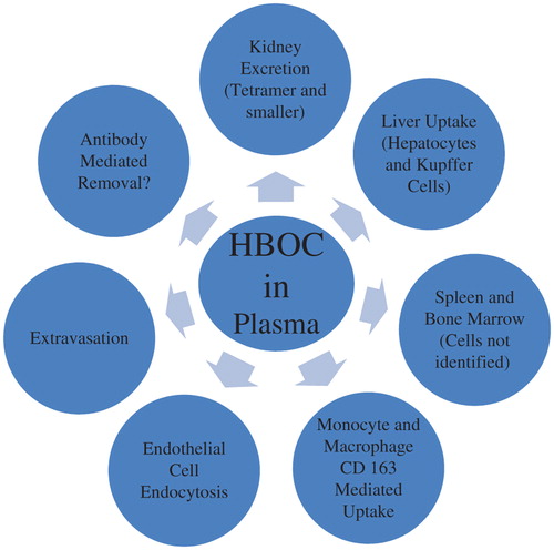 Figure 5. Identified and hypothetical routes of elimination of HBOC from plasma.