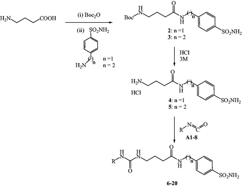 Scheme 1. Preparation of sulfonamides 6–20 by reaction of 4-amino-N-(4-sulfamoyl-benzyl)-butyramide hydrochloride (n = 1) (4) or 4-amino-N-[2-(4-sulfamoyl-phenyl)-ethyl]-butyramide hydrochloride (n = 2) (5) with arylisocyanates A1–8 (R-NCO) in presence of diisopropylethylamine (DIPEA), in acetonitrile (dry).