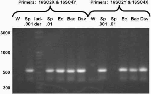 Figure 3.  PCR products amplified by complex primers. 16S rRNA gene PCR products amplified by complex primers, having anchor, index, and primer sequence, from many species. Primers were either C2X with C4Y or C2Y with C4X, as indicated. The C2Y/C4X reaction for Sp.01 failed for unknown reasons. Abbreviations: W: water control; Sp: S. pyogenes; Ec: E. coli; Bac: B. fragilis; Dsv: D. vulgaris.