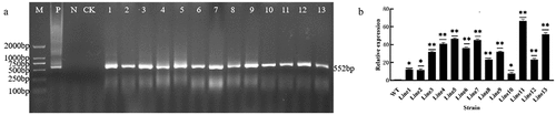 Figure 3. Detection of transgenic Arabidopsis. a: PCR detection of T1 generation transgenic Arabidopsis thaliana; b: fluorescence PCR detection of T3 generation transgenes. * p < .05; ** p < .01. All bars represent means ±SD, (n ≥ 3).