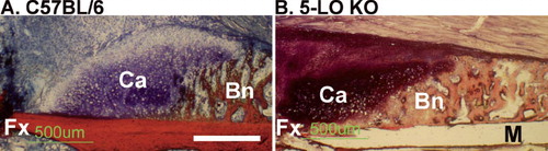 Figure 2. Fractures heal by endochondral ossification in 5-LOKO mice. Shown are fracture callus specimens from control C57BL/6 mice (A), and 5-LOKO mice (B) 7 days after fracture. Specimens were embedded in polymethylmethacrylate, sectioned, and stained with Stevenel's blue and van Gieson's picrofuchsin to identify mineralized tissue (Bn; red) and proteoglycan-rich cartilage (Ca; deep blue). The fracture site (Fx) is in the lower, left quadrant of each image. Digital images were collected at the same magnification and the white bar in panel A corresponds to 500 μm. In the 5-LOKO specimen, a portion of the femoral cortical bone was lost during preparation (M).