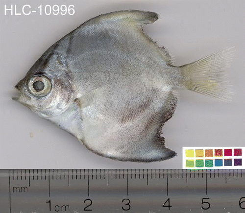 Figure 1.  Example of digital image associated with a DNA barcode including ruler and color bar—silver moony (Monodactylus argenteus).