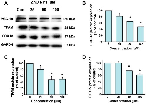 Figure 7 ZnO NPs inhibited PGC-1a pathway in hiPSC-CMs. HiPSC-CMs were treated with ZnO NPs at 0, 25, 50, and 100 μM for 6 h. Representative images of the protein expression of PGC-1α, TFAM, and COX IV detected by Western blot (A), and quantitative analysis (B–D). Data were presented as mean ± SE (n = 3). *Compared with control, P < 0.05.