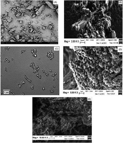 Figure 6. (A) SEM images of raw GLB, (B) non complexed F1 NCs, (C) aggregated NCs before complexation and after microscopical examination, (D) complexed F1 LNCs and (E) complexed F1 LNCs dispersed in water and air dried.