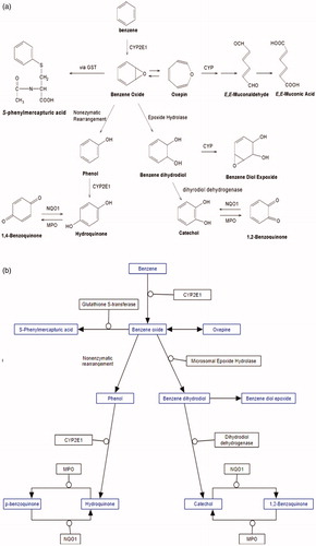 Figure 1. (a) Chemical structures of human metabolites of benzene. Source: Rappaport et al. (Citation2010). (b) Pathway schematic showing major metabolites (blue) and metabolizing enzymes (black) [muconic acid (MA) not shown]. Right side: side pathway schematic is from: https://www.wikipathways.org/index.php/Pathway:WP3891#nogo2.