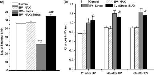 Figure 5. Effect of systemic naloxone (NAX) on BV-induced PSN and inflammation under acute restraint stress. Panel A shows the effect on the inhibition of BV-induced SPFR produced by acute stress; Panel B shows the effect on the enhancement of BV-induced decrease in PV produced by acute stress. Rats in Control groups were those treated with BV + Vehicle. One way ANOVA analysis shows that systemic NAX completely reversed the acute stress-induced anti-nociceptive effect, but had no effect on pro-inflammatory effects. *p < 0.05, **p < 0.01, ***p < 0.001 compared with Control group; ###p < 0.001 compared with BV + Stress group; &p < 0.05 compared with BV + NAX group. Values are mean ± SEM. One-way ANOVA with Tukey’s post-hoc tests, n = 10 for Control group; n = 8 for BV + NAX group; n = 10 for BV + Stress group; n = 10 for BV + Stress + NAX group.