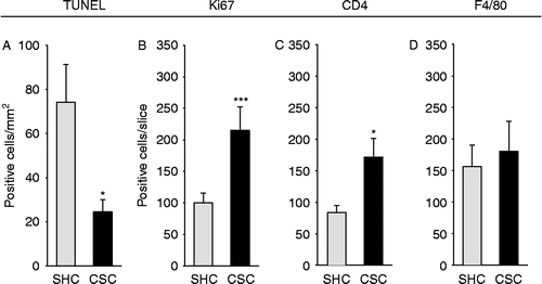 Figure 5.  Effects of chronic psychosocial stress on epithelial apoptosis, absolute epithelial cell proliferation, and the number of CD4+ and F4/80+ cells in the colonic tissue. Both SHC (n = 9) and CSC housing (n = 7) mice were killed on day 186 following three cycles of DSS administration. After killing, the colon was removed, mechanically cleaned, rinsed, embedded in histological tissue-freezing medium, snap-frozen, and cut on a cryostat. Three 6 μm cross sections taken from 100 μm apart were acetone fixated and afterwards stained for epithelial apoptosis (TUNEL; SHC: n = 8, CSC: n = 5; A), absolute epithelial proliferation (Ki67; SHC: n = 9, CSC: n = 7; B), and the number of CD4+ (SHC: n = 7, CSC: n = 5; C) or F4/80+ (SHC: n = 8, CSC: n = 6; D) cells. Respective positive cells were counted and averaged from the three cross-sectioned slices per mouse (Ki67, CD4, F4/80) or counted per mm2 of colon tissue in three fields of views in each cross section and averaged per mouse (TUNEL). Data represent mean+SEM; *p < 0.05, ***p ≤ 0.001 vs. respective SHC controls (two-tailed Student's t-test).
