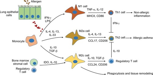 Figure 1 Schematic diagram of subtypes of lung macrophages during allergic immune responses after exposure to allergen.