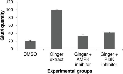 Figure 4 Comparison of GLUT-4 quantity between membrane fractions of different treatment groups. The amount of GLUT-4 protein was significantly more in membrane fraction of treatment 1 (cells treated with 50 μg/mL ginger extract without any inhibitors) compared to the control (cells treated with 50 μg/mL DMSO without any inhibitors) (p = 0.013), and also higher in comparison with the treatment 2 (cells treated with 50 μg/mL ginger extract and 20 μM compound C) and treatment 3 (cells treated with 50 μg/mL ginger extract and 25 μM LY294002) groups.