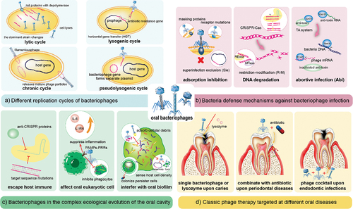 Figure 1. Interactions between bacteriophages, bacteria, oral cells, and classical phage therapy in dentistry.