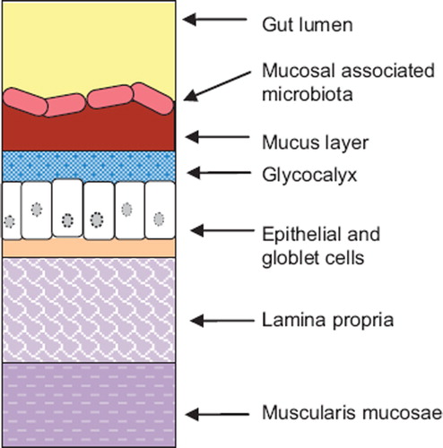 Figure 2. Schematic representation of the anatomy of the gut lining. The gut lining is composed of a series of layer. The innermost layer consists of the muscularis mucosae. It is separated from the epithelial layer by a supportive tissue: the lamina propria. Epithelial cells are covered by the glycocalyx and a mucus viscoelastic gel layer composed mainly of mucin glycoproteins. Bacterial cells cover the mucus layer and form a complex microbial ecosystem interacting with its environment: the mucosal associated gut microbiota.