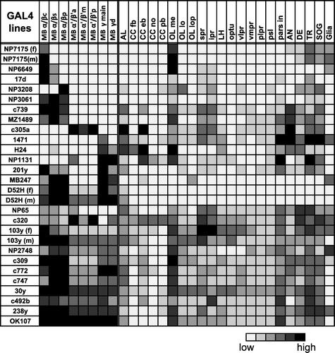 Figure 1  Expression pattern of 25 GAL4 lines. Summary of the expression levels of 25 MB-GAL4s in various brain areas defined by anti-Synapsin immunostaining. Gray scale indicates subjectively evaluated signal intensity. Note that a higher level of fluorescent signals in the certain brain area can result from larger population of GAL4 expressing cells and/or stronger GAL4 expression in each cell. MB, mushroom body; c, core subdivision: s, surface subdivision; p, posterior subdivision; a, anterior subdivision; m, middle subdivision; p, posterior subdivision; d, dorsal subdivision; AL, antennal lobe; CC, central complex; fb, fan-shaped body; eb, ellipsoid body; no, noduli; pb, protocerebral bridge; OL, optic lobe; me, medulla; lo, lobula; lop, lobula plate; spr, superior protocerebrum; ipr, inferior protocerebrum; LH, lateral horn; optu, optic tubercle; vlpr, ventrolateral protocerebrum; plpr, posteriorlateral protocerebrum; vmpr, ventromedial protocerebrum; psl, posterior slope; pars in, pars intercerebralis; AN, antennal nerve; DE, deutocerebrum; TR, tritocerebrum; SOG, subesophageal ganglion. References where these GAL4 drivers have been used are listed in Supplementary Figure 1.