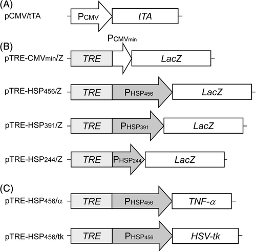 Figure 1. Construction of the transgene expression unit. (A) Transactivator expression plasmid. (B) Reporter gene expression plasmids. (C) Therapeutic gene expression plasmids.