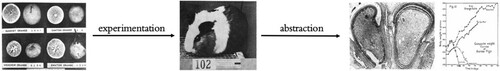 Figure 6 Animal abstraction. From left to right. Indigenous Chinese oranges, with American Sunkist orange for comparison; guinea pig used in vitamin C experiment; microphotographs of section of guinea pig incisor tooth and composite weight graphs (Hou Citation1935).