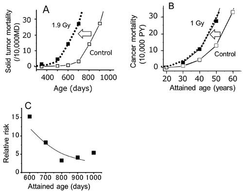 Figure 5. (A) Temporal changes in solid tumor mortality in mice after acute exposures to 1.9 Gy (Sasaki and Fukuda Citation2005; Nakamura Citation2023). B) Temporal changes in cancer mortality in A-bomb survivors who were exposed to 1 Gy at age 10 (Nakamura Citation2023). C) RR for solid tumor mortality in mice (Nakamura Citation2023).