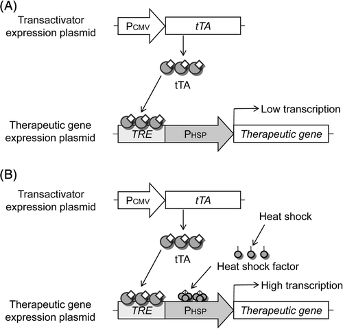 Figure 2. Schematic of the strategy for heat-inducible gene expression of TRE-HSP hybrid promoter. (A) Mechanism of action in non-heated cells. We hypothesise that the following sequence of events occurs: (1) tTA is constitutively expressed under CMV promoter; (2) tTA can bind to the TRE within the TRE-HSP hybrid promoter upstream of a therapeutic gene; (3) but the therapeutic gene cannot be induced because the hsp70B′ promoter is not induced in non-heated cells. (B) Mechanism of action in heated cells. In this case, HSF is activated and translocates to the cell nucleus, where it binds to the HSE, and the hsp70B′ promoter drives the therapeutic gene. Once the hsp70B′ promoter is activated, the tTA potentially activates transcription of the therapeutic gene, thus leading to transcriptional amplification of the TRE-HSP hybrid promoter mediated by tTA.