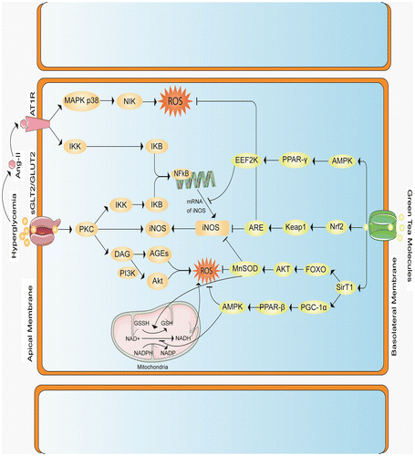 Figure 5. Proposed mechanism explained that, Hyperglycemia induces ROS in numerous ways, such as by activating Mitochondria, or by increasing the accumulation of Transforming Growth Factor Beta (TGF-β), or by triggering protein kinase C (PKC), it also enhances the accumulation of tumor necrosis factor alpha (TNF-α) and up regulates angiotensin-2 production. (1) Inside the mitochondria, hyperglycemia causes electron imbalance which converts oxygen molecule to a reactive one. (2) TGF-β generates ROS via PI3K-Smad2/3 pathway. (3) Activation of PKC by high level of glucose causes formation of ROS via different ways, PKC also possess interleukin 6, which regulates iNOS that is directly involved in the generation of ROS, PKC itself can help in the formation of iNOS directly; PKC causes activation of nuclear factor κβ via IKK-IKB pathway. (4) In addition, hyperglycemia can cause accumulation of TNF-α adjacent the cell membrane, which binds TNF-α receptor that further activates NF-κβ inside the DNA to produce iNOS gene that ultimately generates ROS. (5) Higher glucose level may facilitate the production of Angiotensin-II by Renin-Angiotensin-Aldosterone system, Ang-II binds with Ang-II Type 1 receptor(AT1R), which causes accumulation of ROS via MAPK p38- NIK (NF-κβ inducing kinase) pathway which further activates NF-κβ via IKK-IKB pathway. Green tea flavonoids and polyphenols block the activation/accumulation/generation of ROS by enhancing 5’ AMP-activated protein kinase (AMPK), nuclear factor-erythroid-2-related factor 2 (Nrf2) and Sirtuin-1 (Sirt1). (1) AMPK generally activates both Nrf2 and Sirt1, it further inhibits the expression of iNOS through Peroxisome proliferator-activated receptor gamma (PPAR-γ) in Eukaryotic elongation factor-2 kinase (EEF-2K) pathway, AMPK may also nullify the effect of TNF-α and PKC. (2) Green tea polyphenols and flavonoids induce Nrf2 which blocks both iNOS production and ROS accumulation by activating Keap1-ARE (antioxidant-responsive element) signaling. (3) Sirt1 up regulates Mn superoxide dismutase (MnSOD) production via Forkhead box O3 FOXO3-AKT (Protein kinase) pathway which prevents ROS generation, furthermore Sirt1 inhibits TNF-α and TGF-β by producing PGC-1α (Peroxisome proliferator-activated receptor gamma co-activator 1-alpha)—PPARβ (peroxisome proliferator-activated receptors-β).