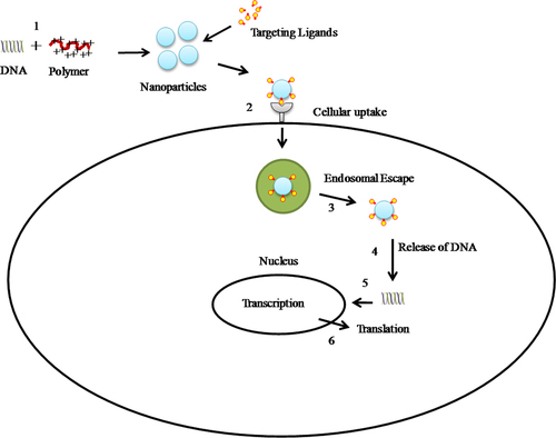 Figure 2. Schematic representation of the mechanism of gene delivery. It is a multi-step process that involves condensation of DNA (1), the cellular uptake of complexes (2), escape from degradation vesicles (3), intracellular movement or ‘trafficking’ (4), nuclear translocation (5) and finally unpacking followed by translation (6).
