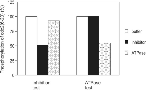 Figure 4.  Possibility of ATPase. Buffer, inhibitor, or positive ATPase sample was assayed for their ability to inhibit substrate phosphorylation by GST-Lck or to hydrolyse ATP. The amount of kinase, inhibitor, and positive ATPase were identical in the kinase inhibition test and the ATPase test. The time of preincubation for both the kinase inhibition test and ATPase test were 20 min. This result is representative of three reproducible experiments.
