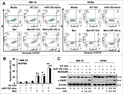 Figure 5. Targeting DKK-1 activity by the combination of miR-152 mimic and melphalan sensitizes MM cells to apoptosis. Flow cytometry assays were performed using Annexin V-FITC and PI to show the apoptotic cells in MM.1S or OPM-2 cells treated with NT control, miR-152 mimic or melphalan in different combinations. (A) miR-152 mimic in conjunction with melphalan induced noticeable apoptotic effects in the MM cells compared with either agent alone in both cell lines (B) Quantitative estimation of percent apoptotic cells from 3 independent experiments. Statistical significances at *p<0.05 vs. mimic or NT Ctrl and **p < 0.001 vs. mimic or melphalan and/or NT Ctrl. (C) MM.1S and OPM-2 cells were transfected with 100 nM of miR-152 mimic or NT Ctrl for 48 h, exposed to 5 µM of melphalan, cultured for 24 h, and the lysates were detected for the cleavage of PARP (c-PARP) proteins by Western blotting. Bands showing the cleavage of PARP in MM.1S or OPM-2 cells treated with specific agents are as indicated. The band intensity of c-PARP was normalized against that of β-actin and the ratios (Mean ± SD) were shown at the WB band bottom for 3 independent assay.