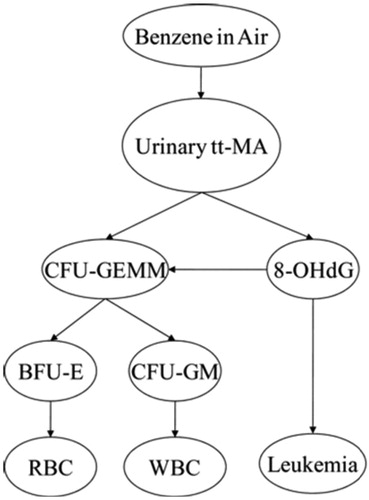 Figure 4. Proposed Bayesian network (BN) model structure. (Source: Hack et al. Citation2010). 8-OHdG: 8-hydroxyguanosine (a biomarker of oxidative stress); CFU-GEMM: colony-forming unit-granulocyte, erythrocyte, monocyte, megakaryocyte (a precursor to RBCs and WBCs); BFU-E: burst-forming unit-erythroid (a RBC precursor cell type); CFU-GM: colony forming unit – granulocyte-macrophage (a WBC precursor); RBC: red blood cell count; ttMA: trans, trans muconic acid; WBC: white blood cell count.