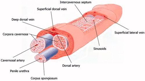 Figure 1. Penile anatomy.