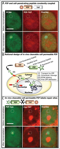 Figure 4. Rationale to develop a cell permeable DNA replication and repair marker by targeting PCNA. (A) The nucleus of a cell expressing fluorescently labeled PCNA was microirradiated. PCNA is recruited to damaged DNA sites. Fusion of the PIP with a CPP [F -TAT-p21–08] makes it cell permeable. However, the CPP sequence interferes with the PIP binding to PCNA. (B) Design strategy: the PIP is coupled to a cell-penetrating peptide (in this case the TAT peptide) via a disulfide bridge; after transporting the PIP into the cell the disulfide bridge is reduced; the CPP accumulates mainly in the cytosol and nucleolus, while the PIP is free to reach and bind PCNA. (C) To visualize in live cells the separation of the PIP from CPP, we labeled each sequence with a different fluorescent dye. The TAT peptide labeled with TAMRA is coupled by a disulfide bridge to the PIP peptide labeled with FITC [R-TAT(-SS-)p21–08-F]. It can be seen that the free PIP labels the site of DNA damage, whereas the CPP distributes mainly in the cytosol and nucleolus. Experiments were repeated at least two times. Scale bar 5 μm.