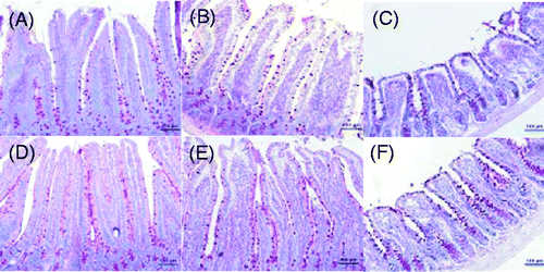 Figure 3. Photomicrographs of PAS-stained sections of rat jejunum, duodenum and ileum on day 3 (200 × magnification). Heat stress significantly decreased the numbers of the goblet cells in the duodenum and jejunum, but significantly increased the number of goblet cells in the ileum. Scale bar represents 100 µm.