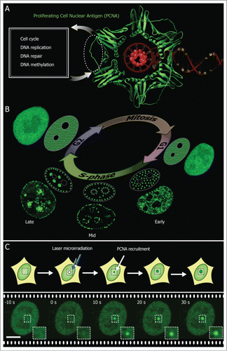 Figure 1. PCNA marks DNA replication and repair sites. (A) Crystal structure of PCNA (green) encircling the DNA (red) (PDB 1AXC). PCNA serves as a loading platform for several repair and replication factors that bind to a common PCNA region indicated with a dotted line. (B) During the DNA synthesis phase (S-phase) PCNA is recruited to sub-nuclear sites of DNA replication forming distinctive patterns over time that characterize different S-phase stages (shown schematically and with confocal images of GFP-PCNA expressing cells). (C) PCNA associates with sites of DNA damage induced by laser microirradiation. Scale bar 5 μm.