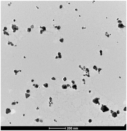 Figure 2. Transmission electron microscopy image of the silver nanoparticles (AgNPs) used in this study.