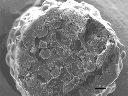 Figure 2. SEM micrograph (100× magnification) of a composite microcylinder (pellet) at the start-up after melt-compounding. The PDLLA matrix mixed with bioactive glass microspheres showed microcavities and pores, which facilitated initial intrusion of fluid into the microstructure.