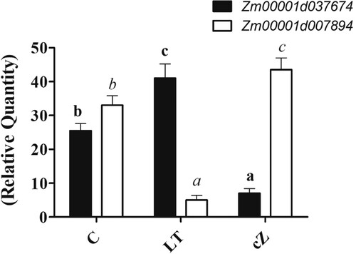 Figure 4. Determination of gene expression analysis of IAA biosynthetic gene (Zm00001d037674) and GA biosynthetic gene (Zm00001d007894) in Zea mays after been exposed to cZ (5 µM) or and its inhibitor – lovastatin – LT (5 µM). Data are mean from 3 independent experiments with standard error bars. Bars labeled with different letters are significantly different (Duncan test; p < 0.05). Experiment was performed at least times in triplicates for validation.