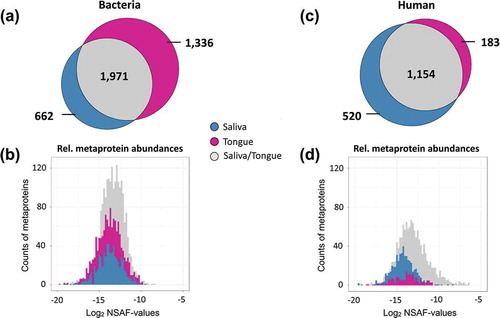 Figure 2. Venn diagrams displaying the number of identified metaproteins in the studied saliva and tongue samples for bacteria (a) and human species (c). Histograms of relative metaprotein abundances based on log2 normalized spectral abundance factors (NSAF-values) [Citation60] for bacterial (b) and human proteins (d). The figure emphasizes the distribution of metaproteins for saliva (blue), tongue (red) or shared between both (grey).