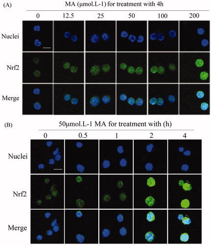 Figure 2. Mangiferin induced the nuclear accumulation of Nrf2 in MNC hUCB cells in confocal microscopy. (A) Cells were treated with 0, 12.5, 25, 50, 100, or 200 μM mangiferin for 4 h in dose–response studies or (B) incubated with 50 μM mangiferin for 0, 0.5, 1, 2, or 4 h, respectively, in time–response studies. Subcellular localization of Nrf2 was determined by confocal microscopy using FITC-conjugated Nrf2 antibody. The nuclei were visualized by Hoechst staining. Merging the Nrf2 and nuclei images confirmed the nuclear localization of Nrf2 (400 × magnification). Scale bars=10 μm.